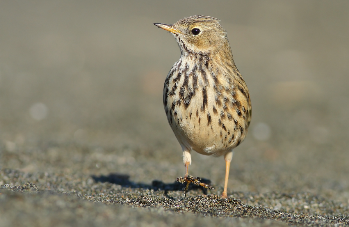 pipit