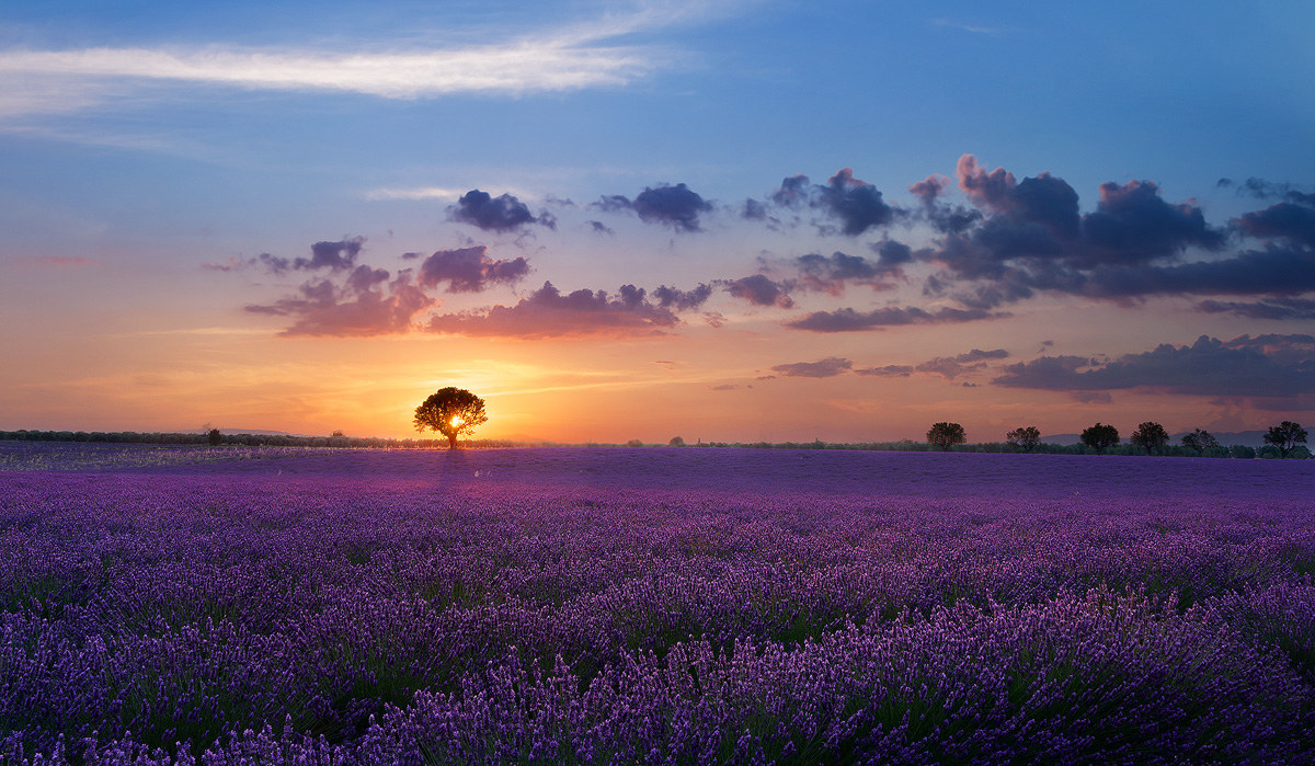 Lonely Tree in Valensole