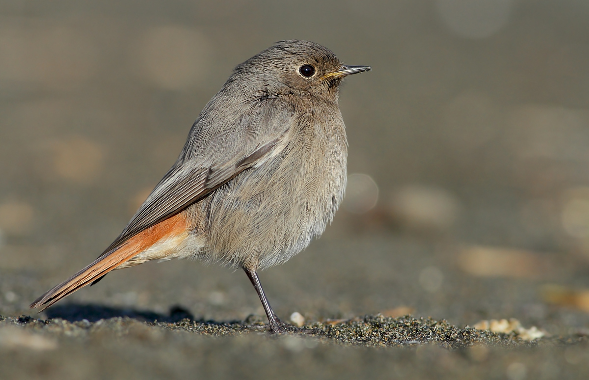 black redstart