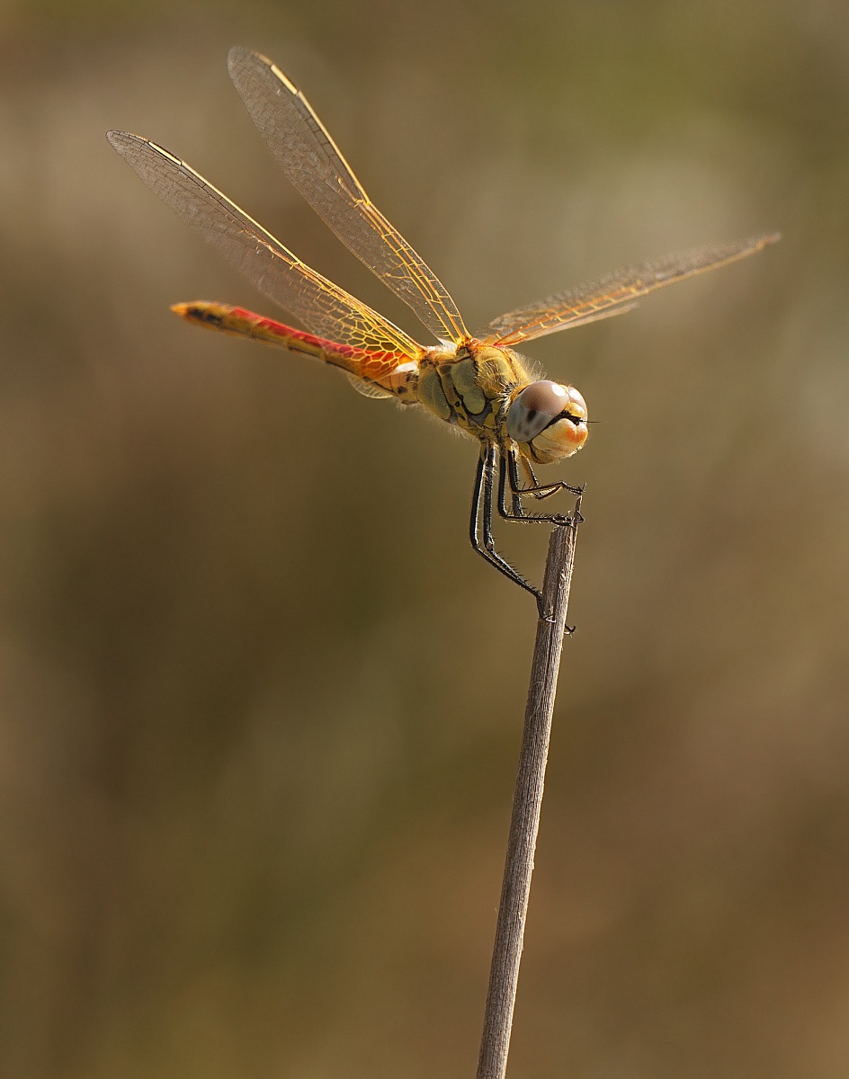 Libellula