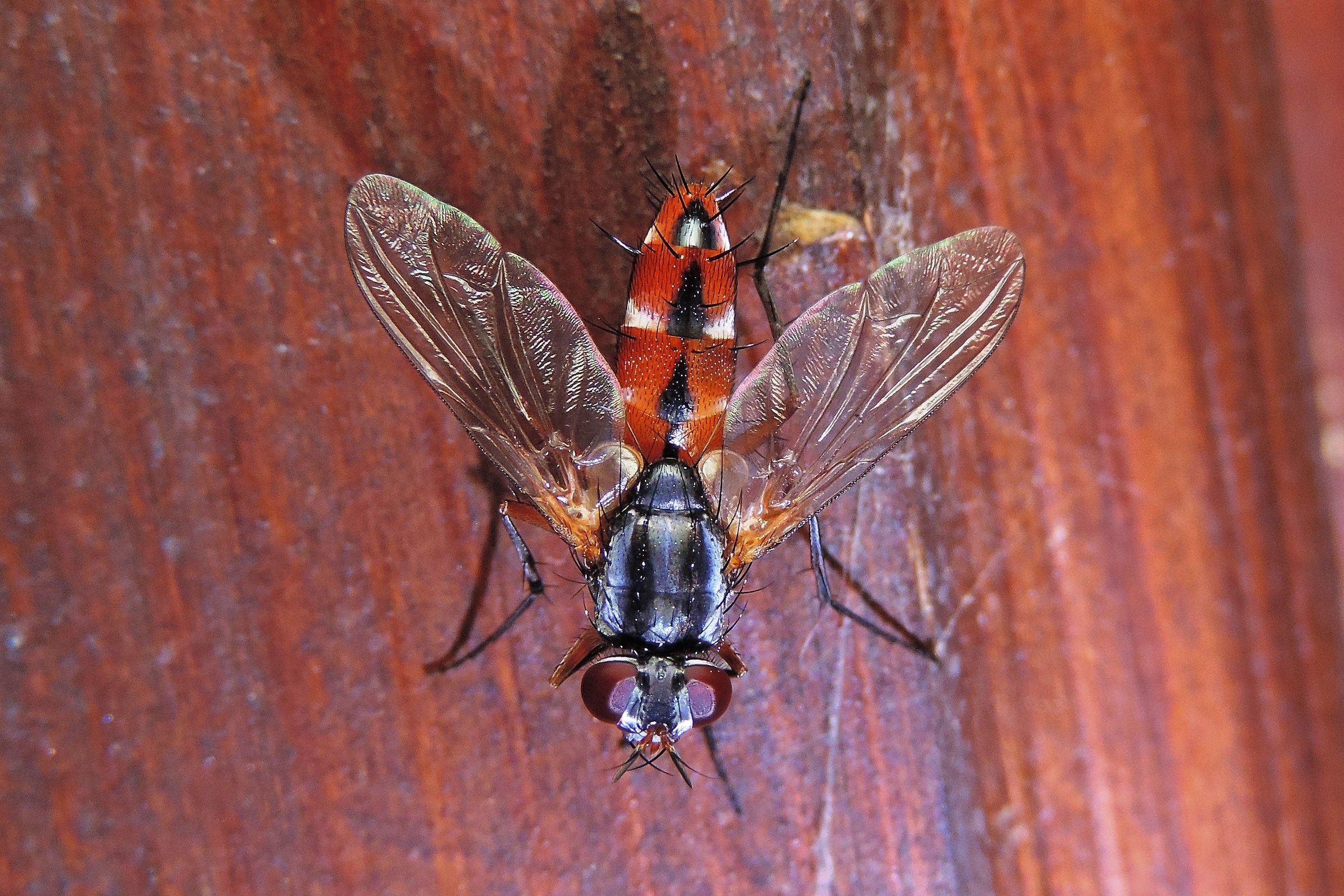Mintho compressa (Fabricius, 1797) (cf.) - Tachinidae