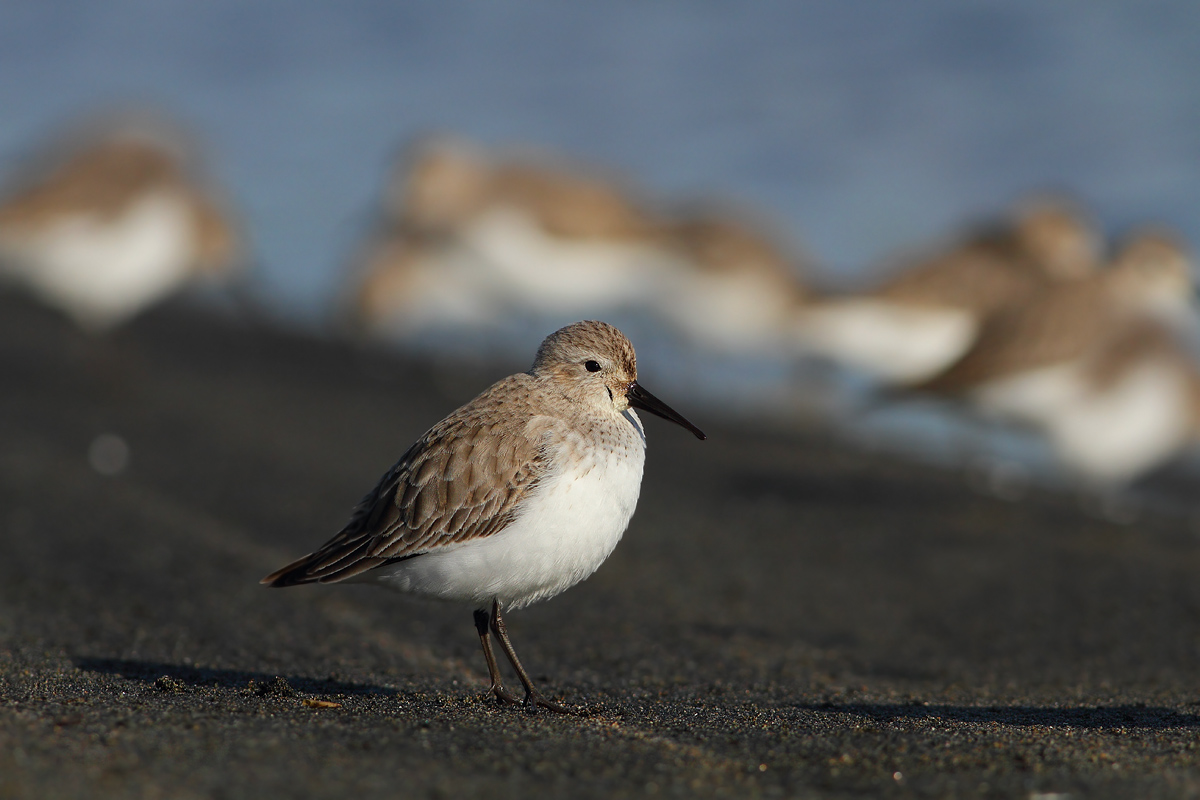 sandpipers