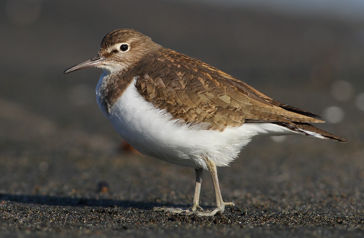 Common Sandpiper