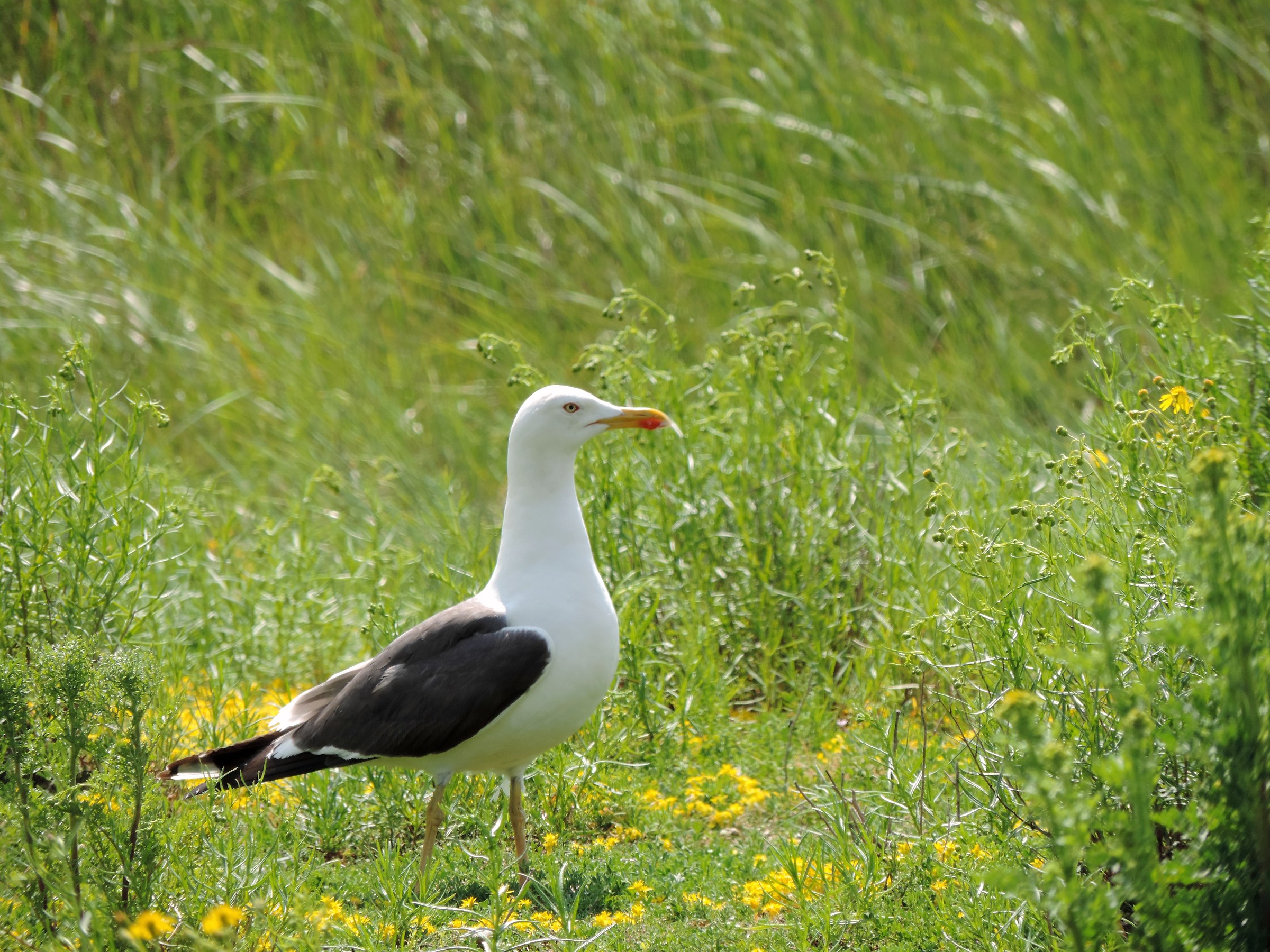 Zafferano Larus fuscus
