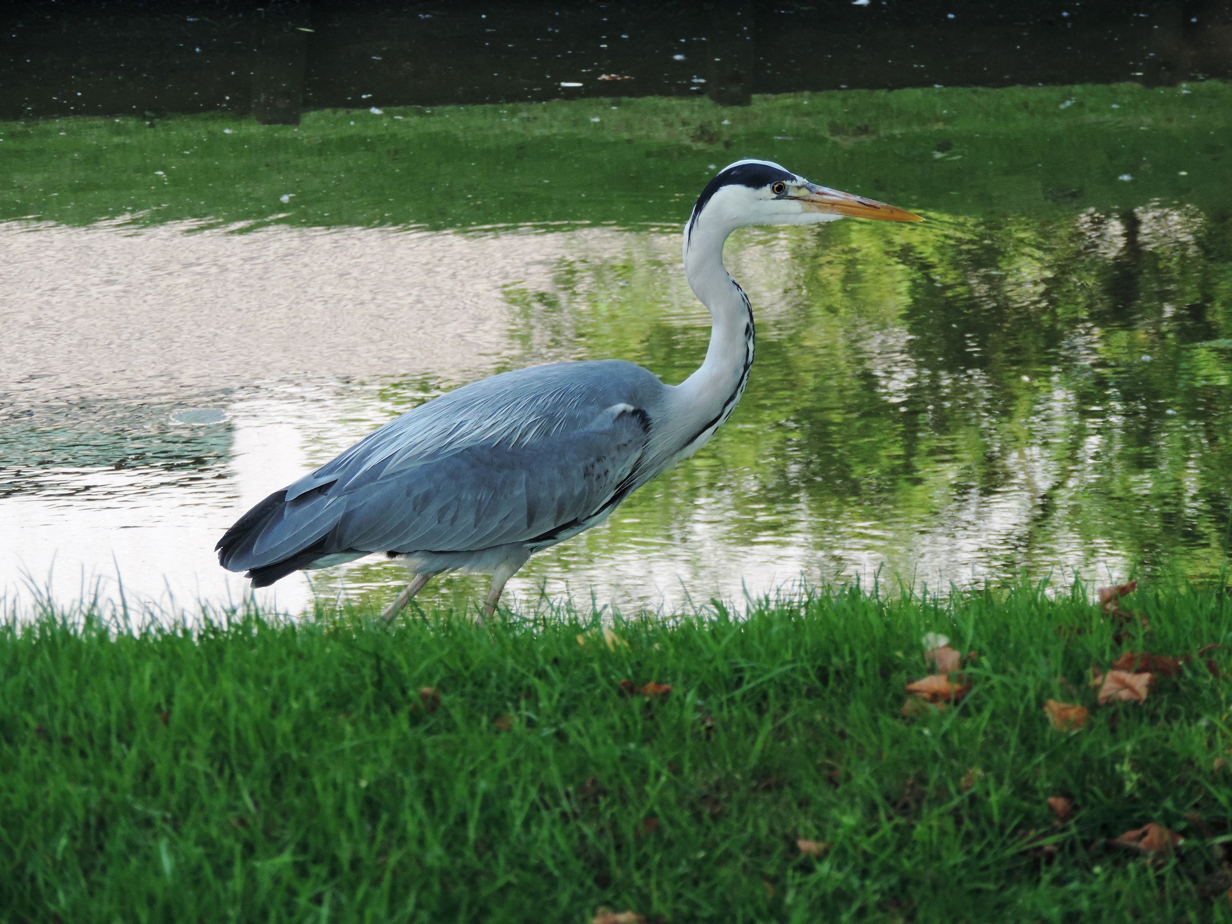 Airone cenerino Ardea cinerea