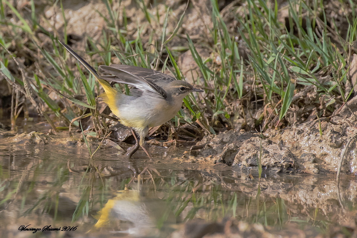 yellow wagtail.