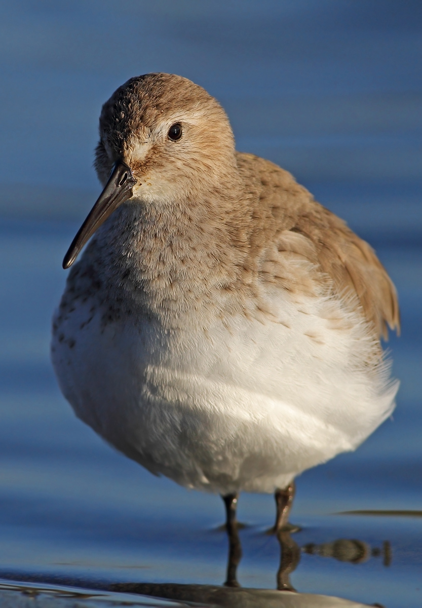sandpipers