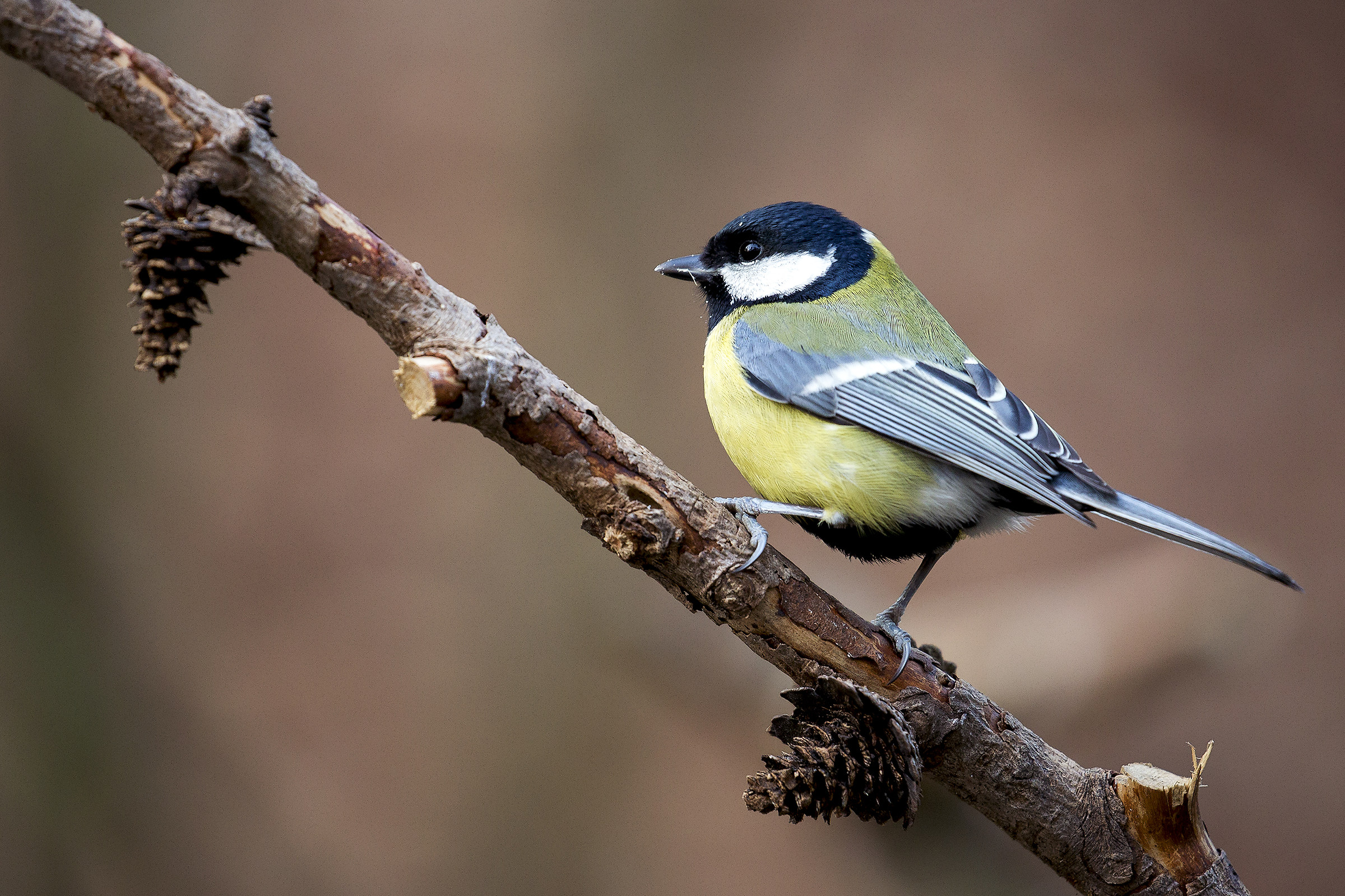 Great Tit