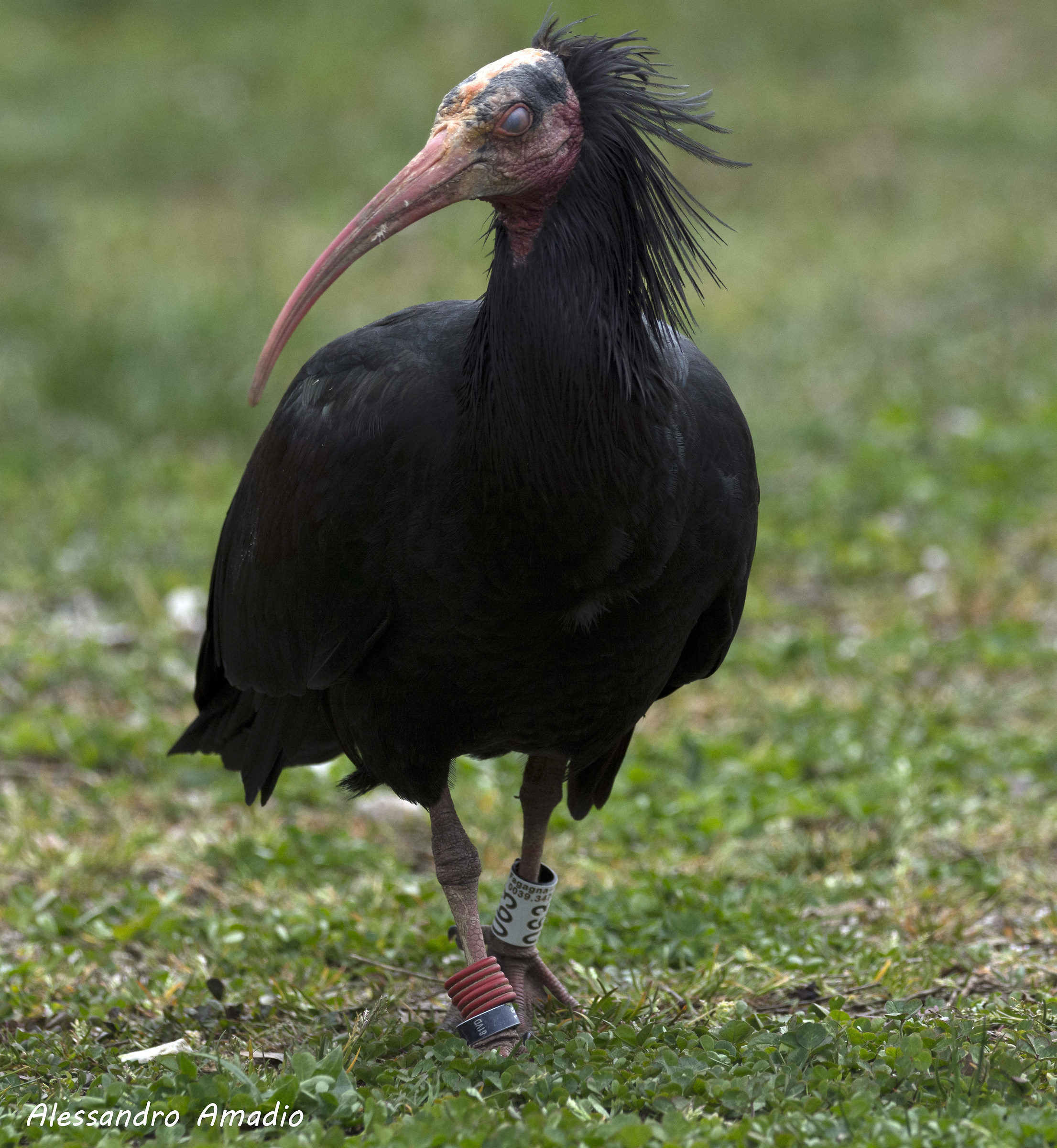 Hermit Ibis