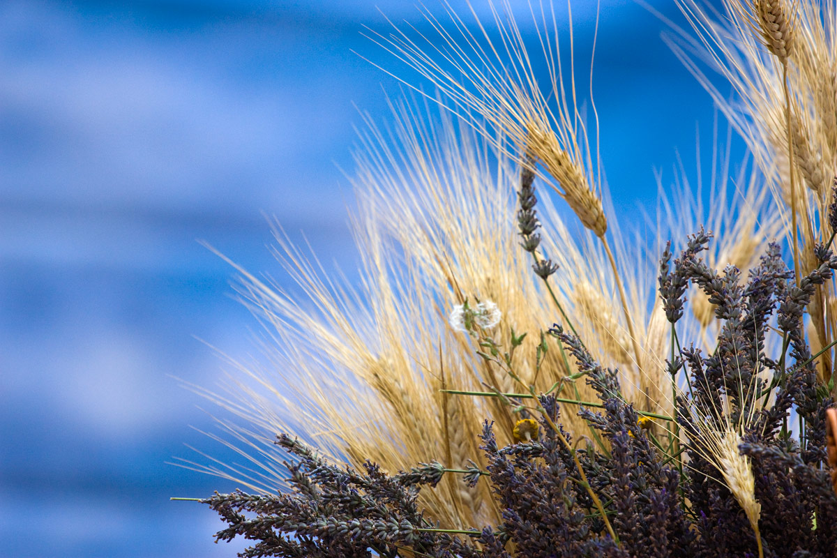 Grano e Lavanda
