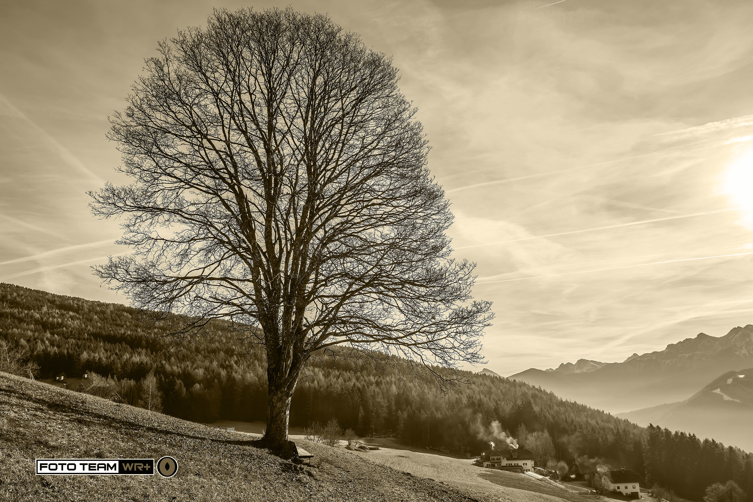 the tree ... and winter?
