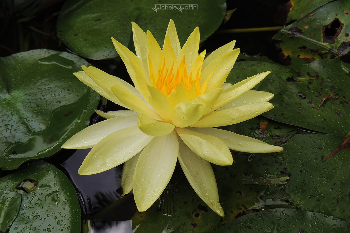 Thailand - Lotus Flower