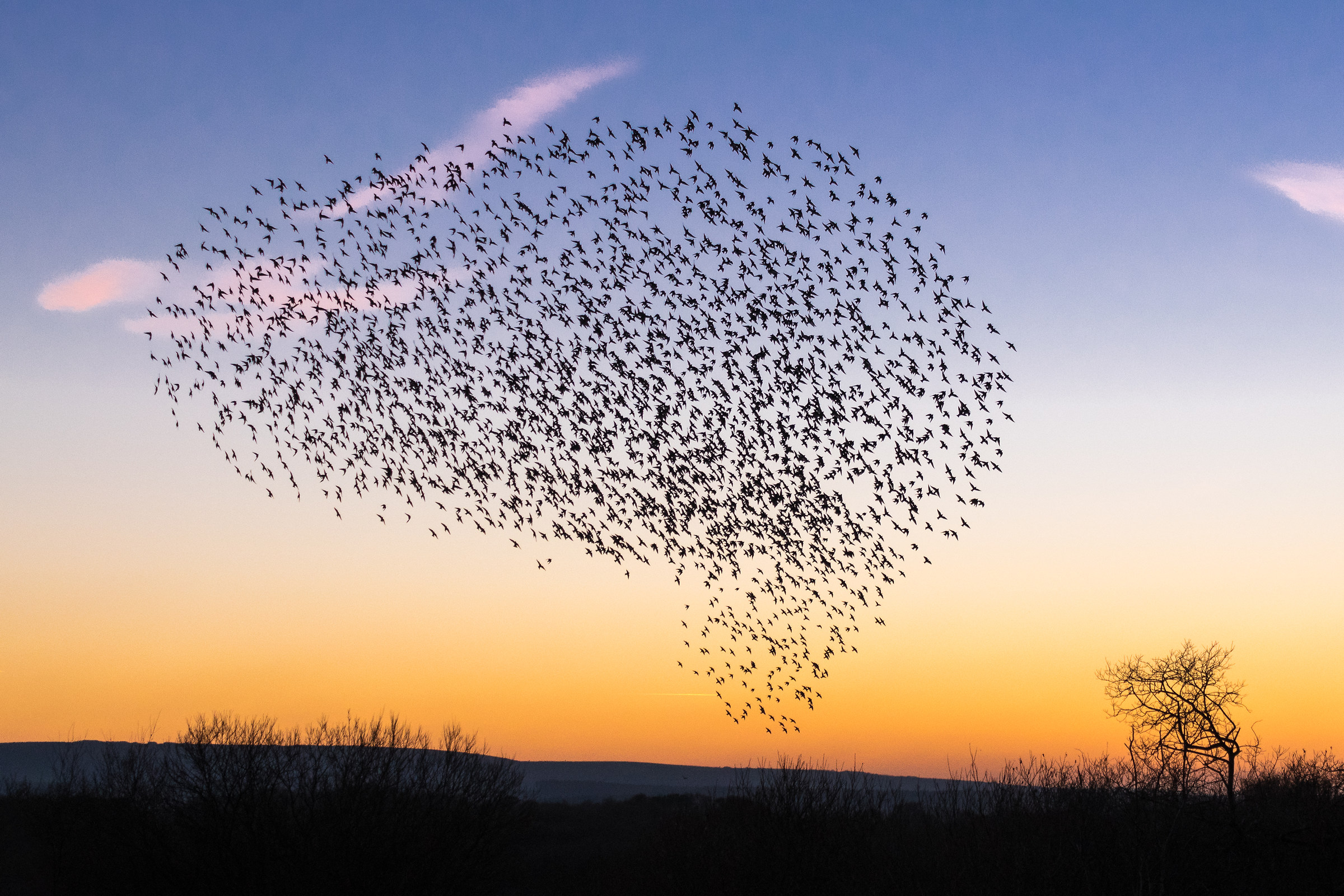 Murmuration di storni