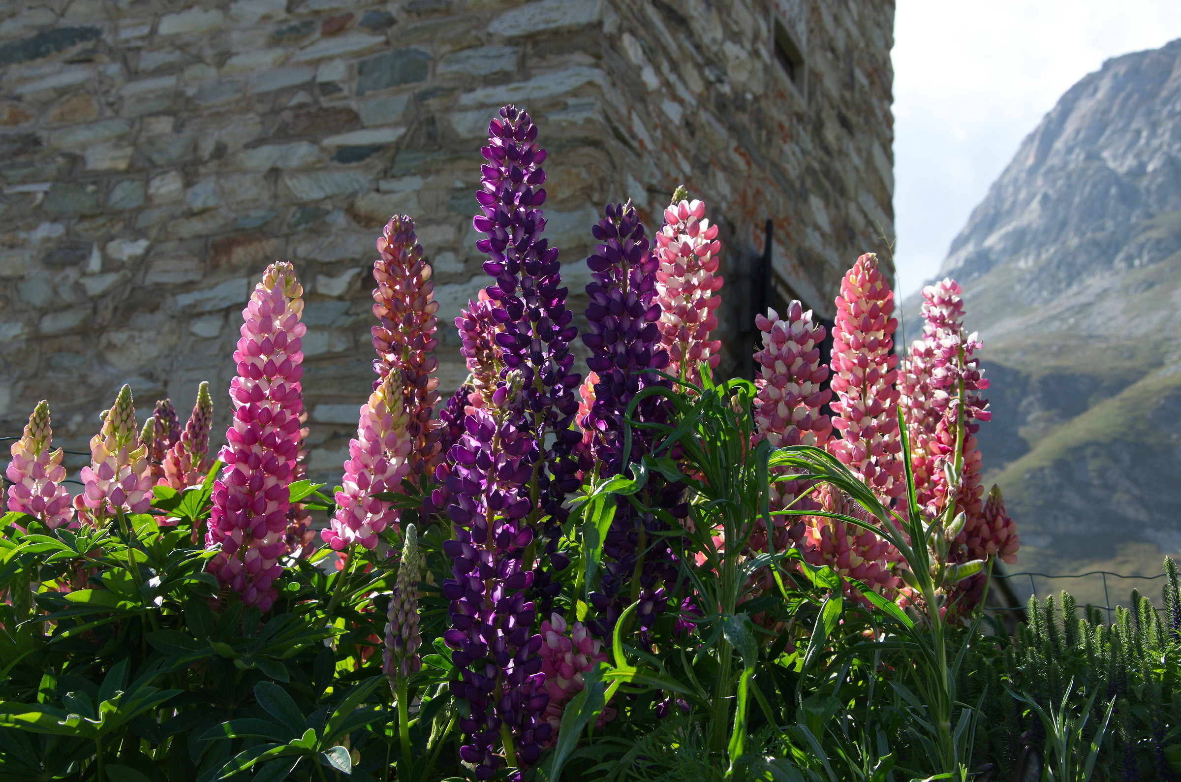 lupins 3