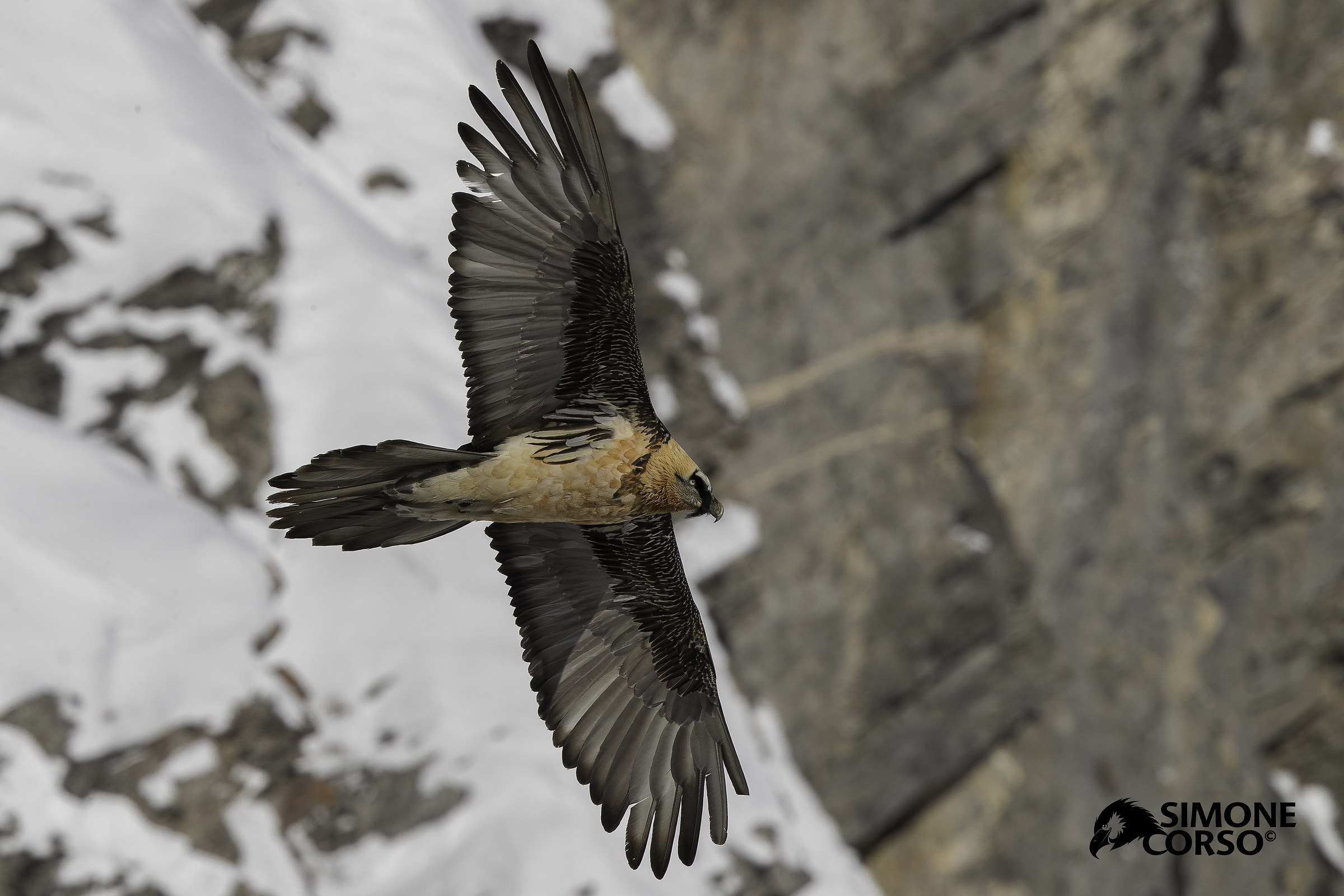 Bearded Vulture