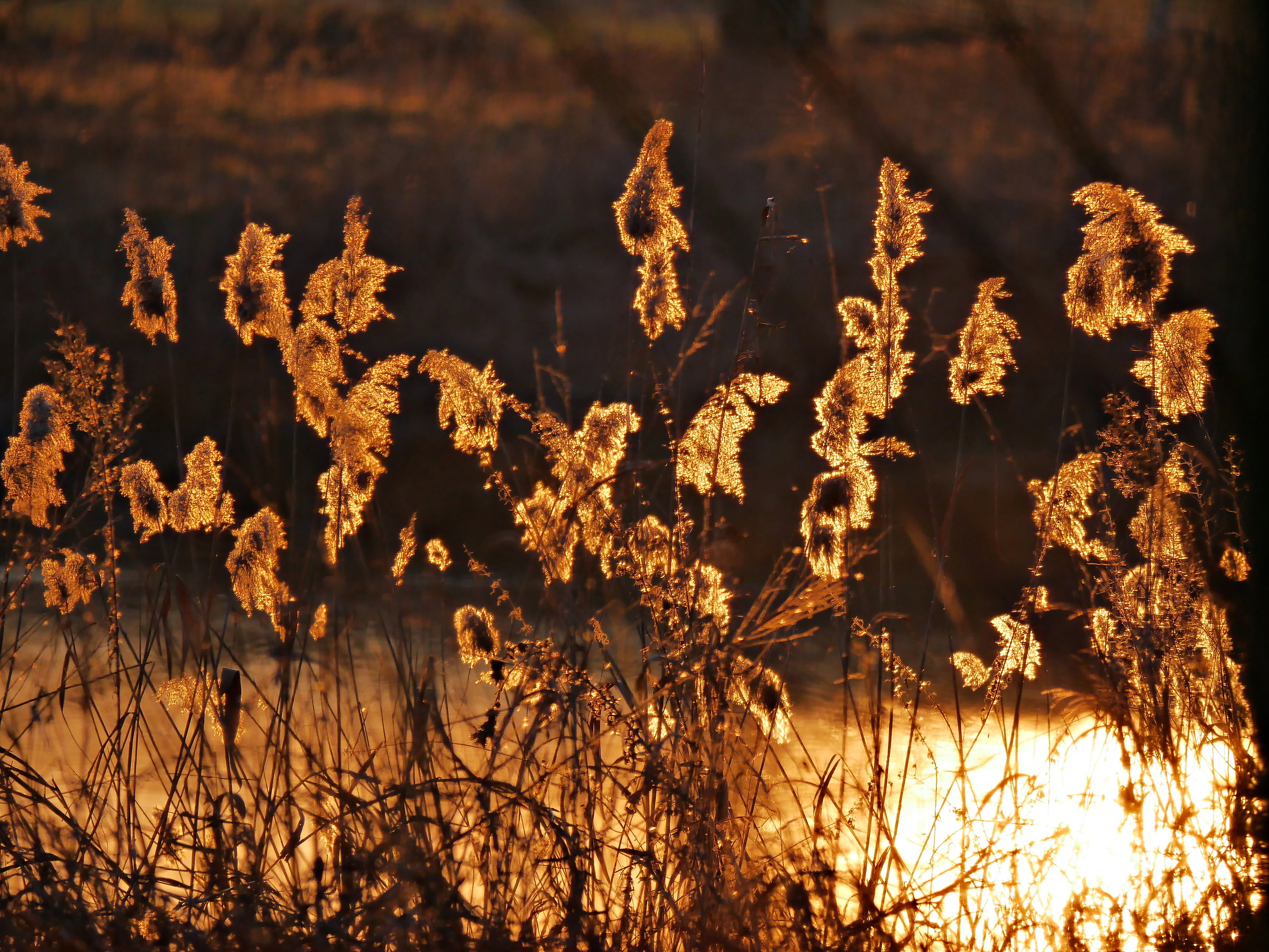 sunset in the swamp