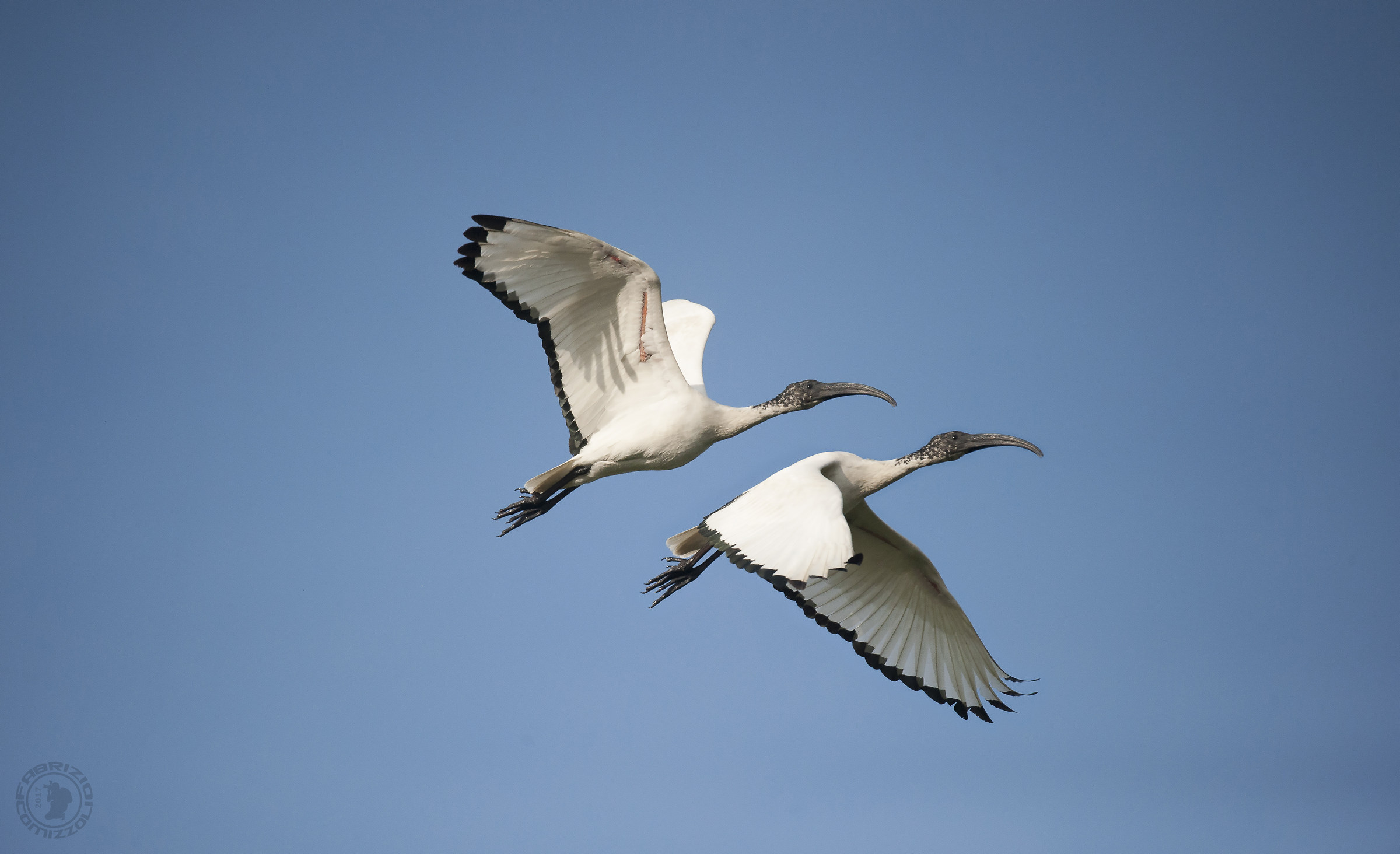 Ibis sacro - Threskiornis aethiopicus