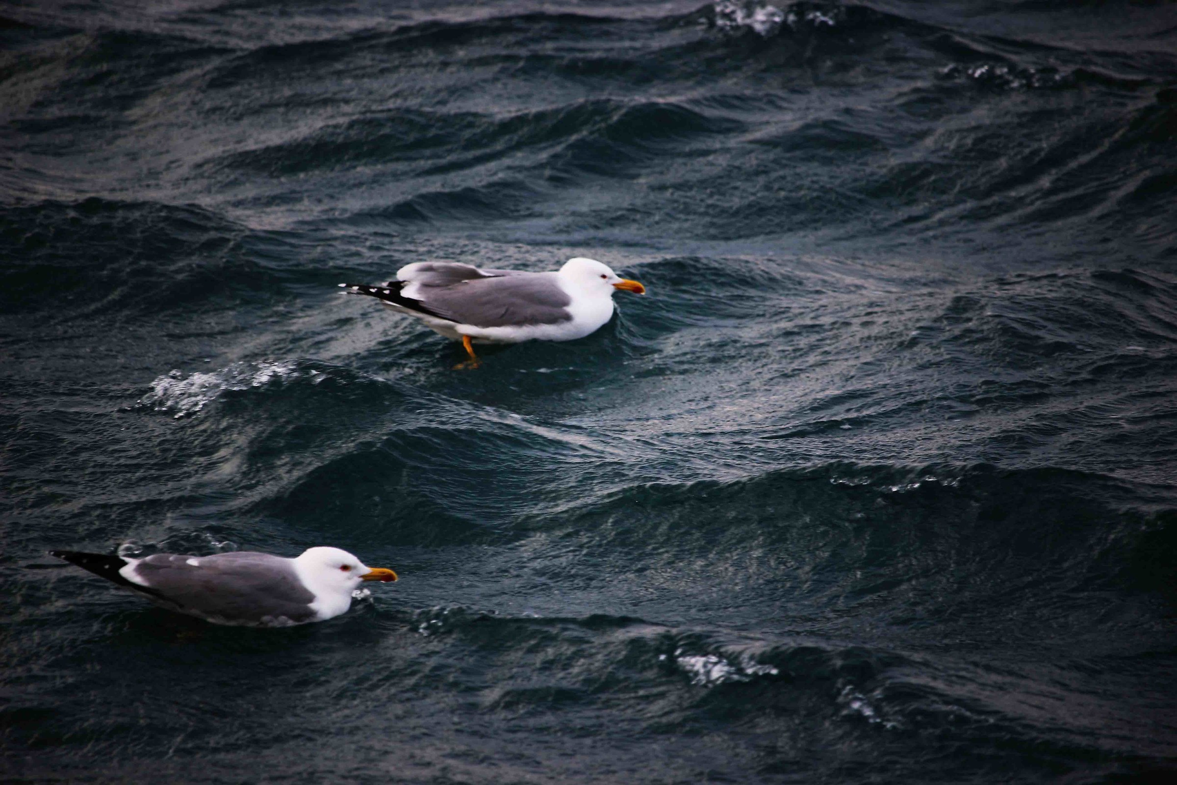 Floating on the waves