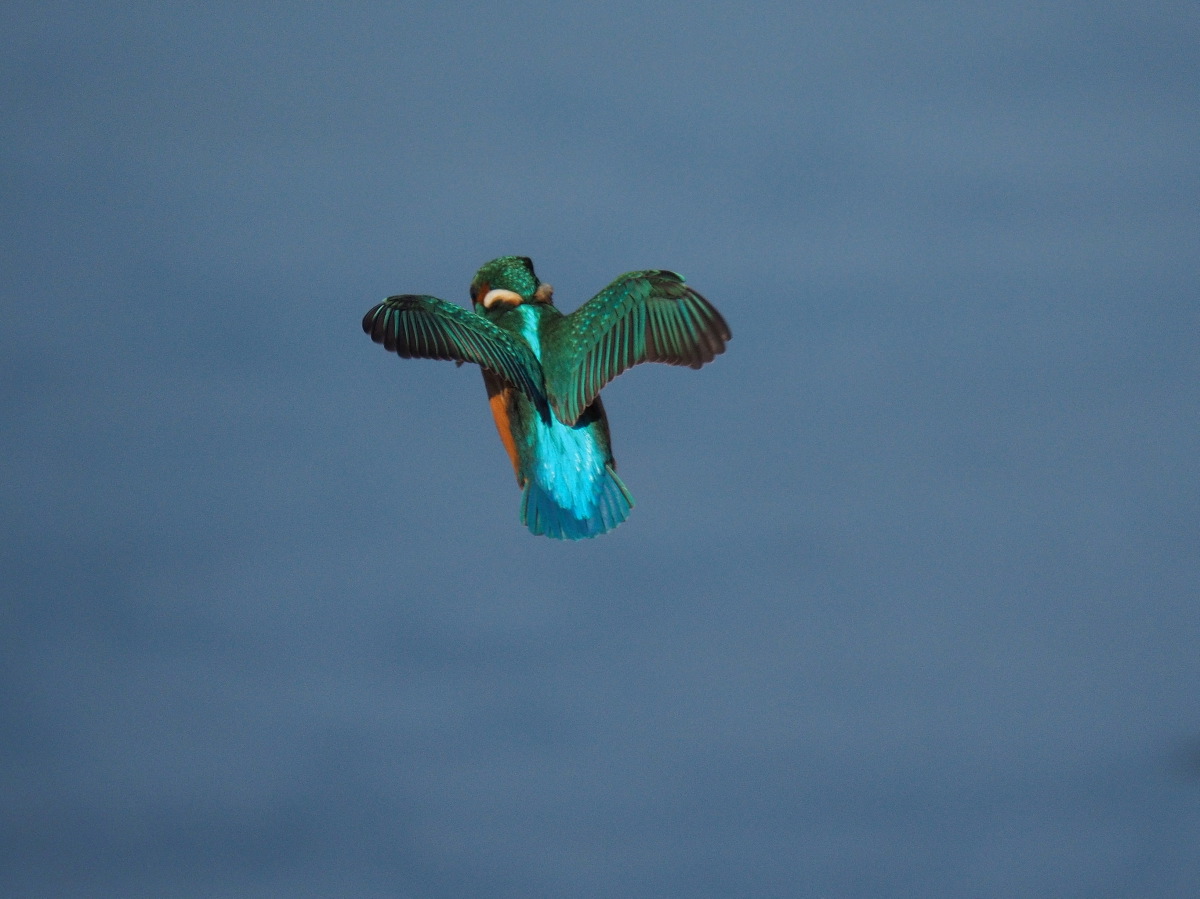 il volo dell' Angelo