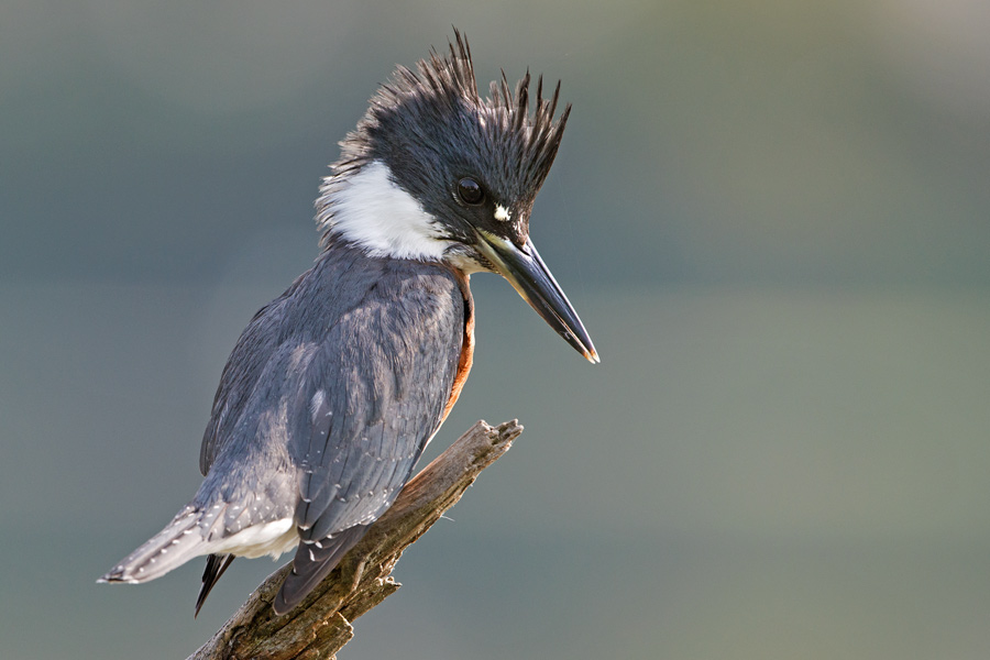 Belted Kingfisher