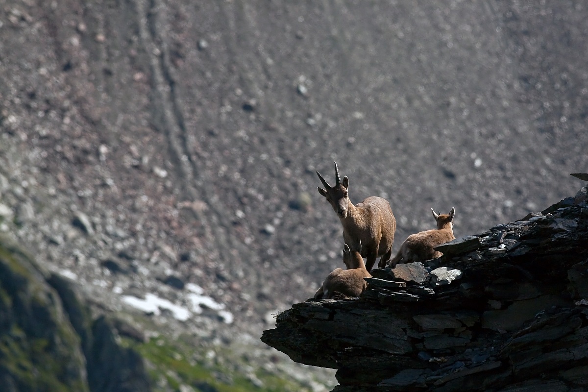 Ibex