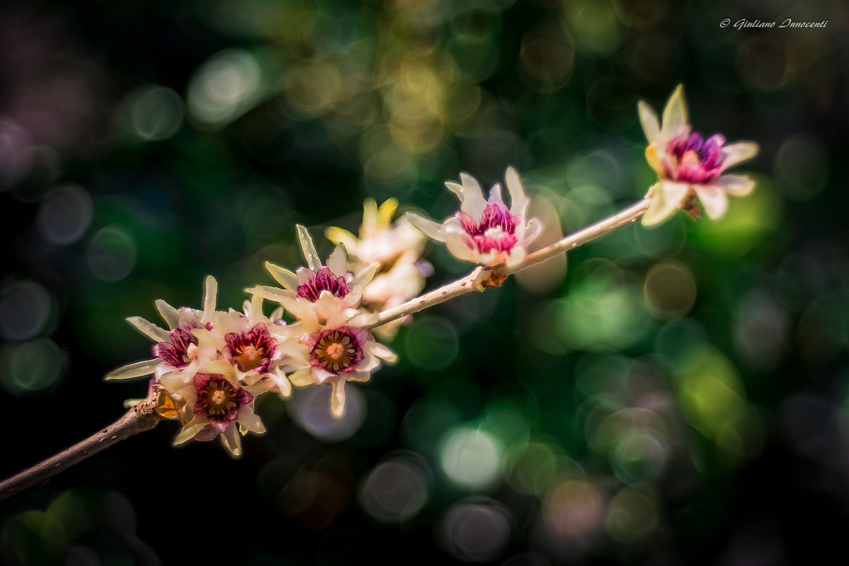 The magic of the fragrance Calicantus