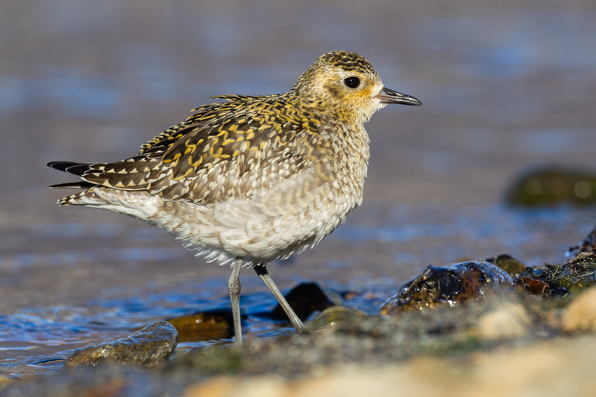 Eastern plover (Pluvialis fulva)