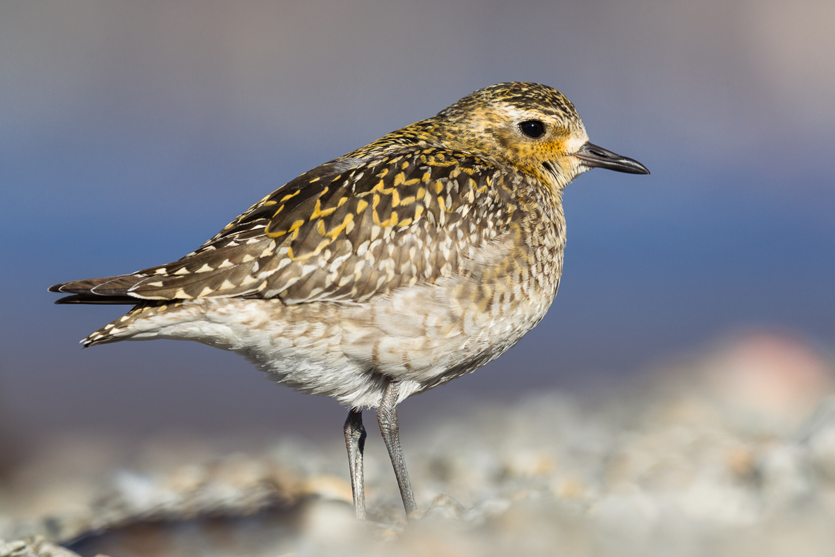 Eastern plover (Pluvialis fulva)