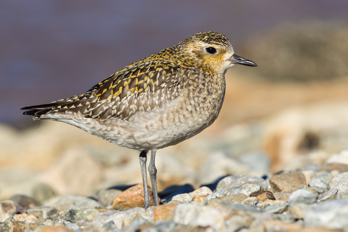 Eastern plover (Pluvialis fulva)