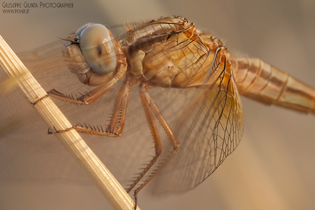 Libellula al tramonto