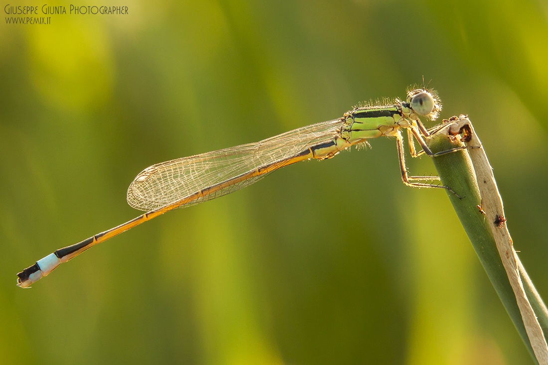 Libellula al tramonto