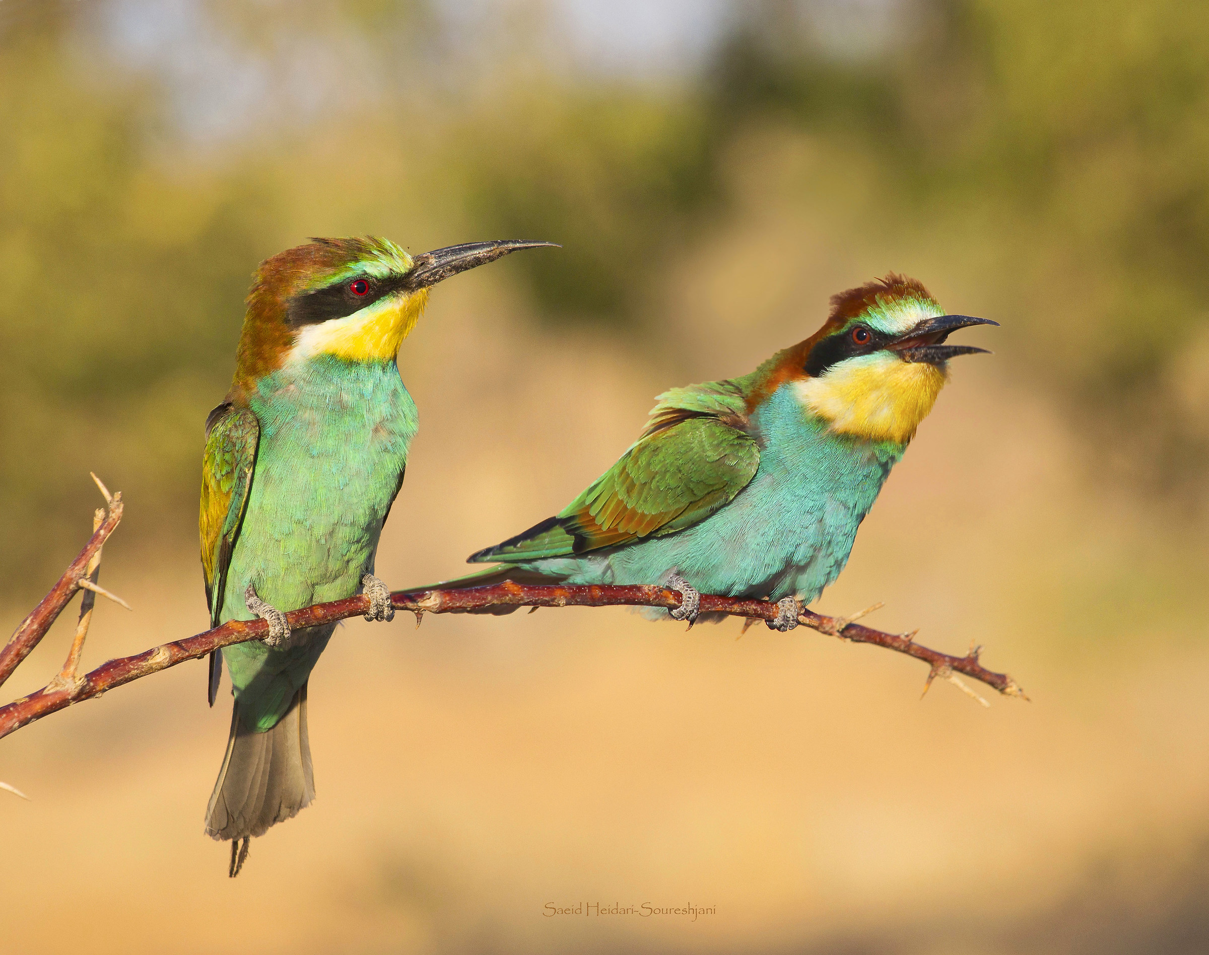 Bee eater