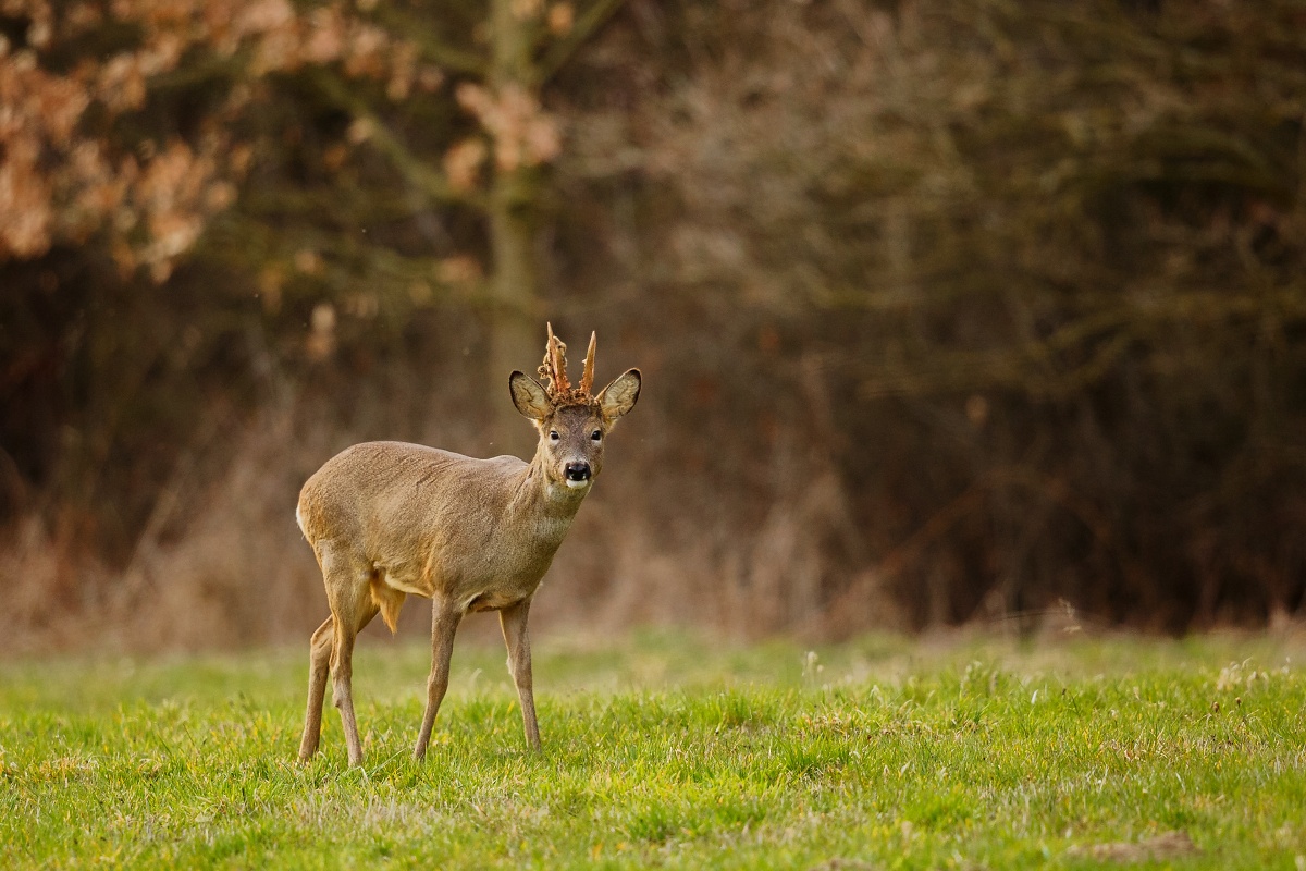 Nel corso di un tramonto primaverile