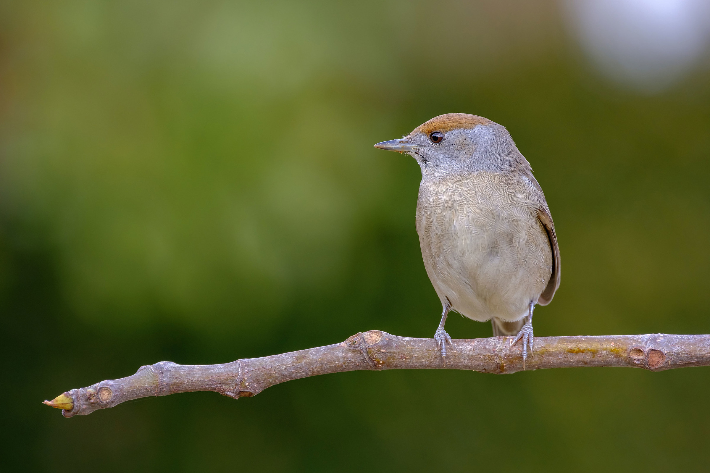 female blackcap