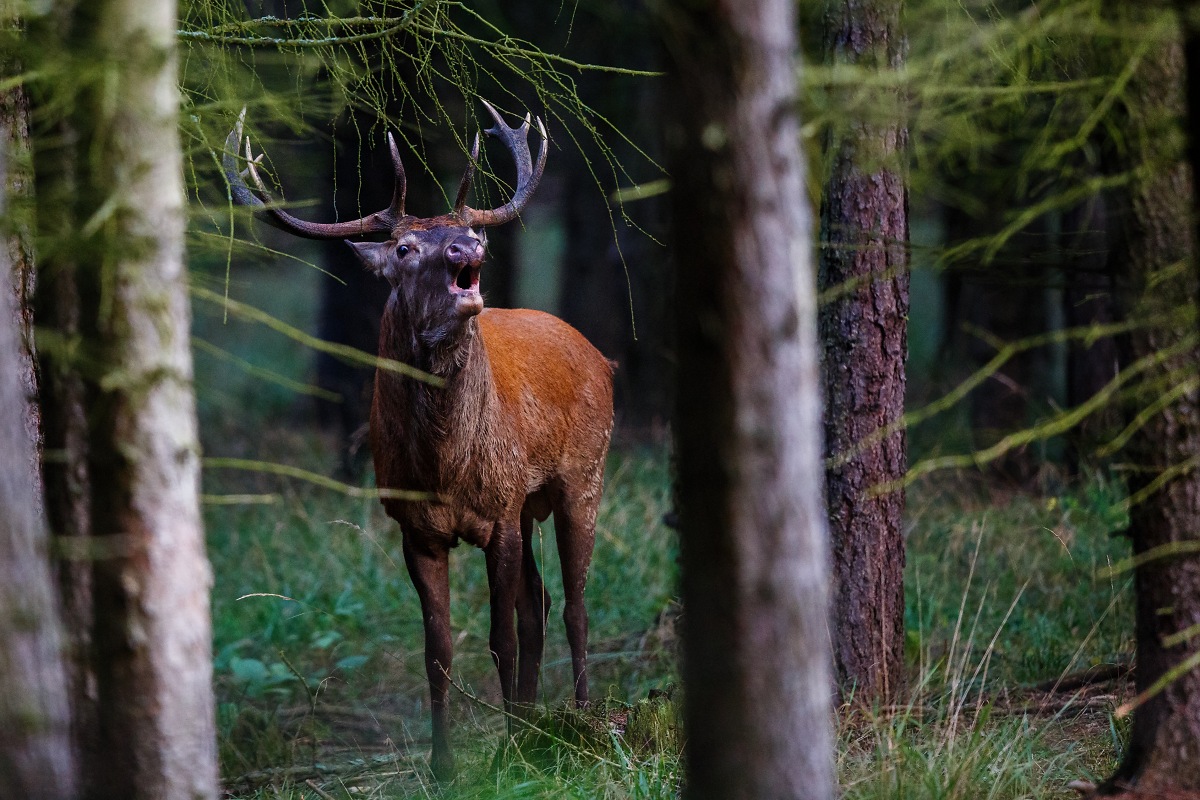 In una selva oscura (cervi carreggiata)