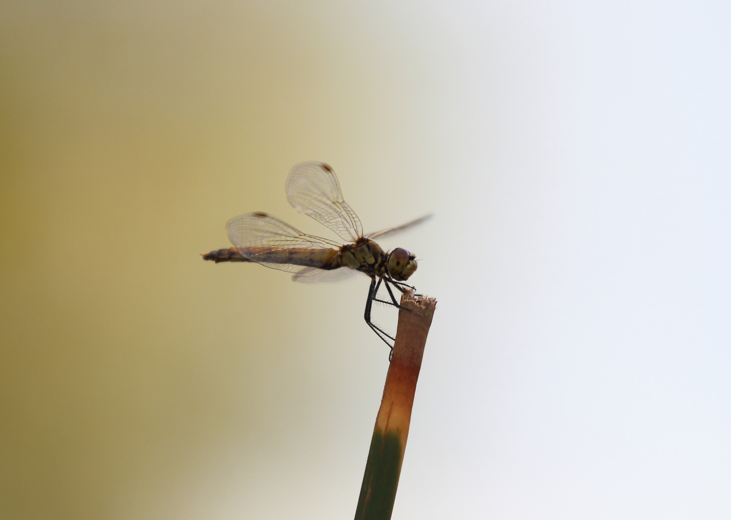 dragonfly