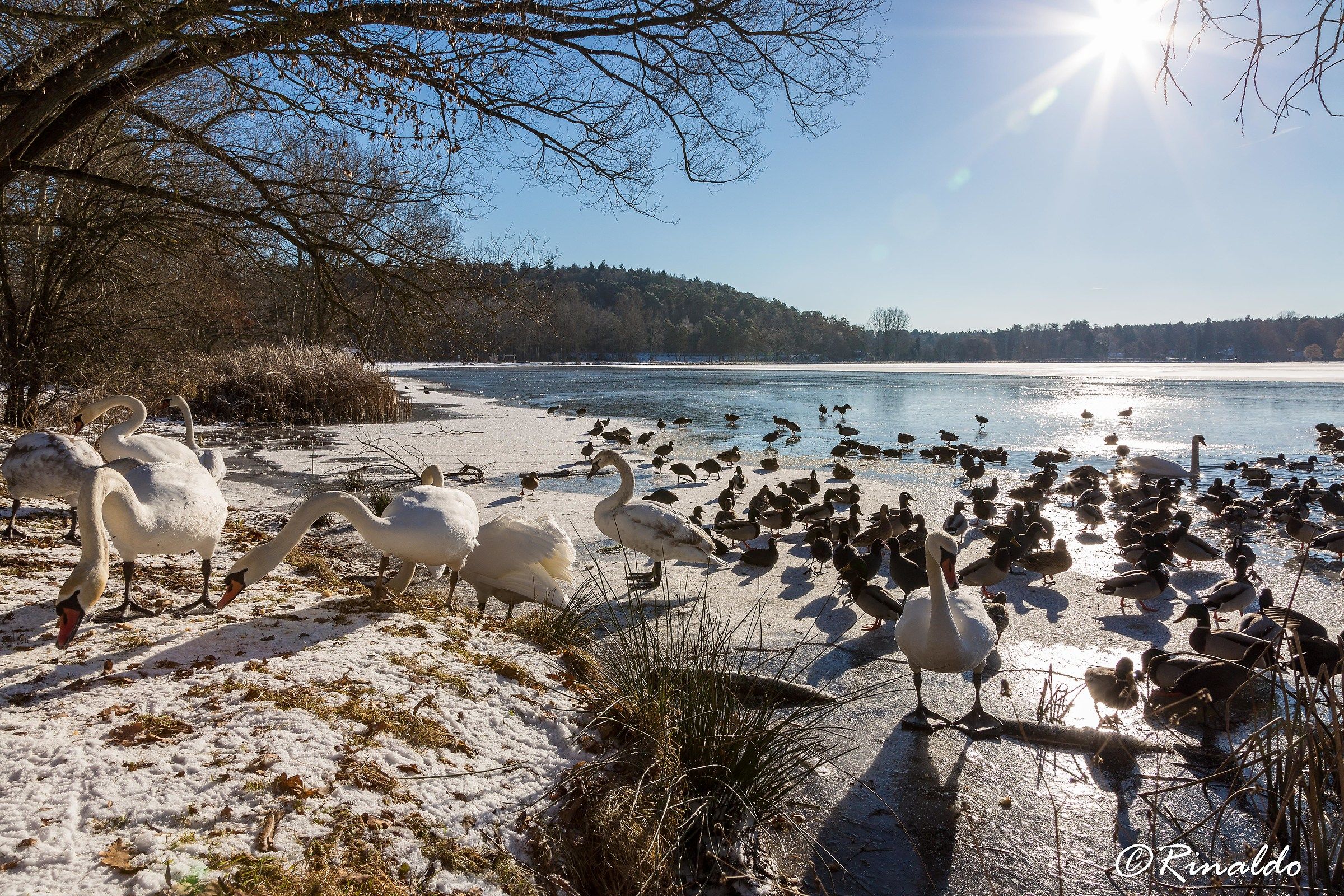 I cigni del laghetto