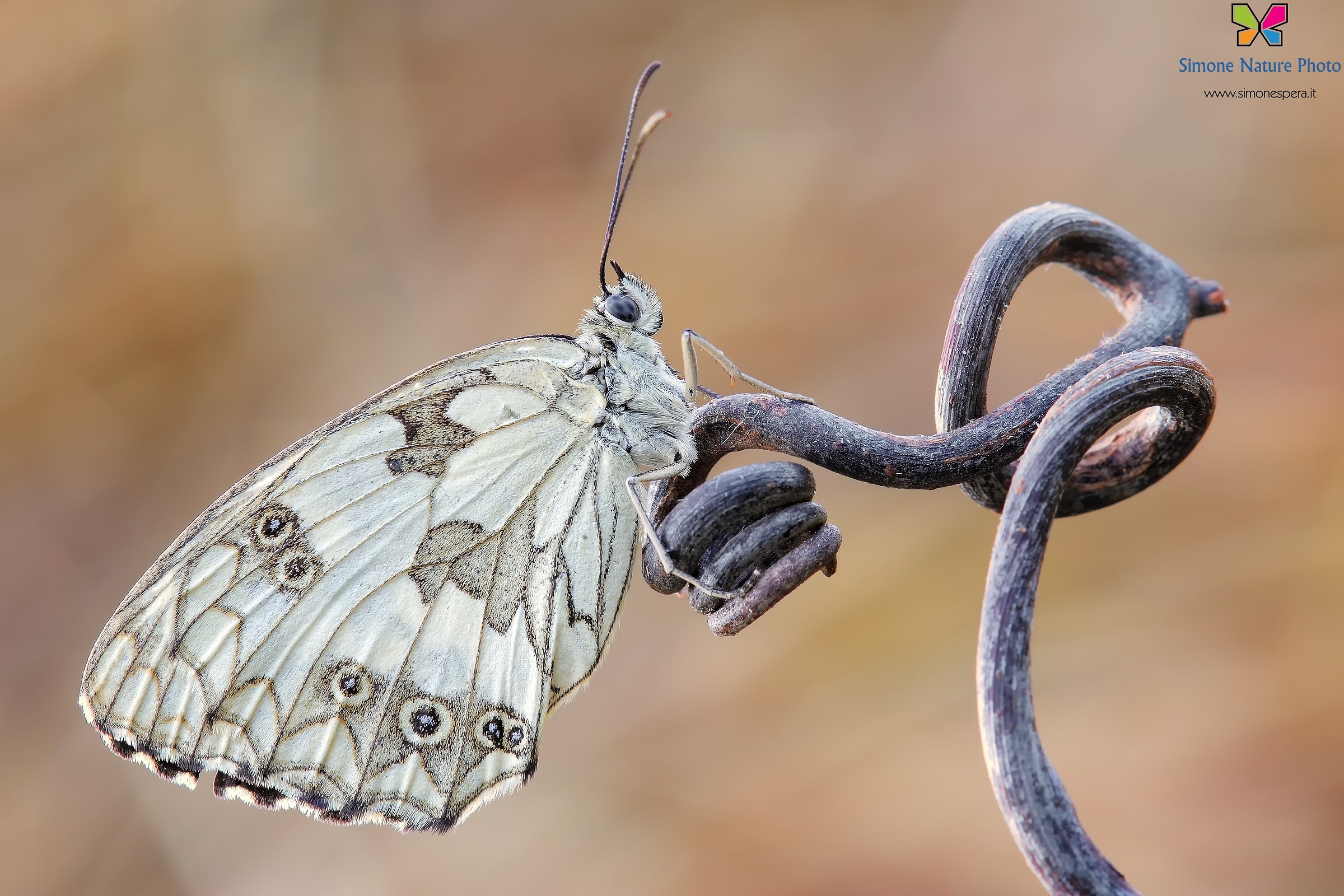 Melanargia galathea .....
