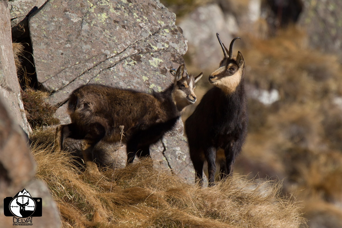 La femmina con il suo capretto...