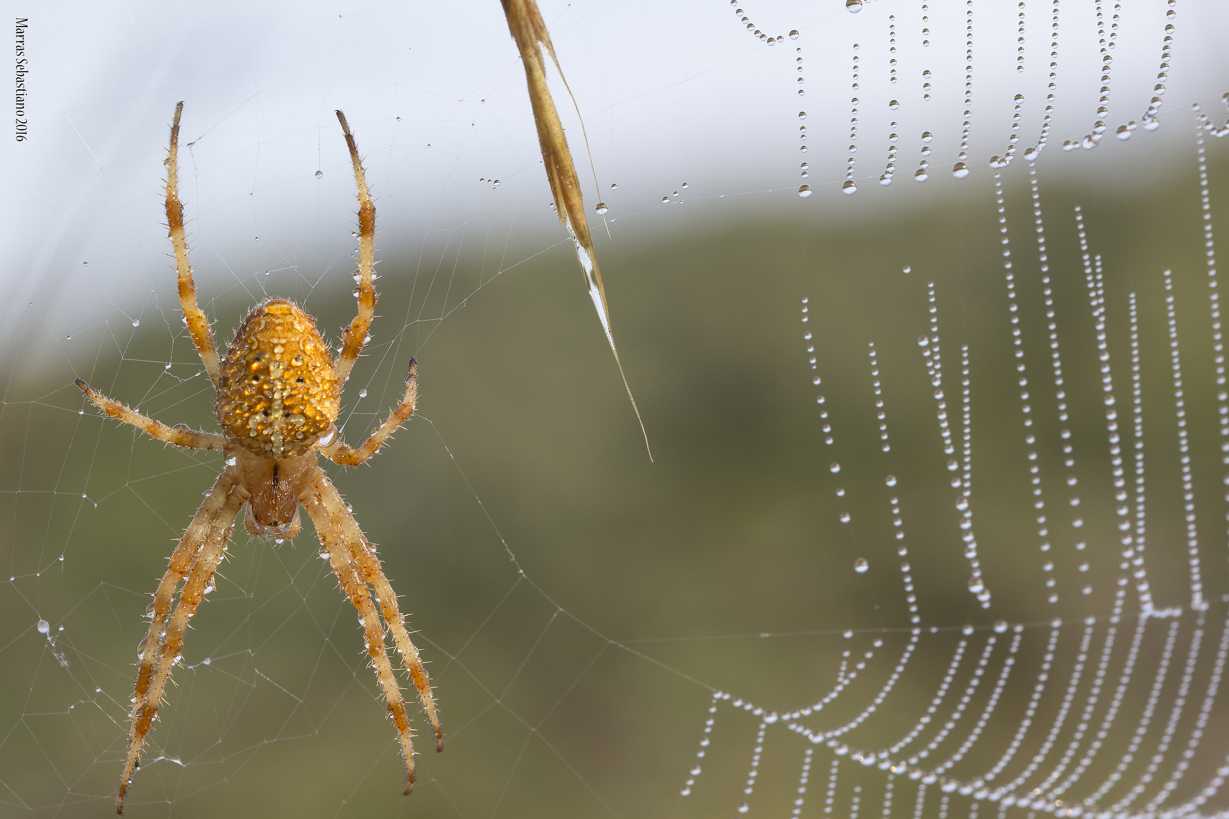 Araneus diadematus (ragno crociato)