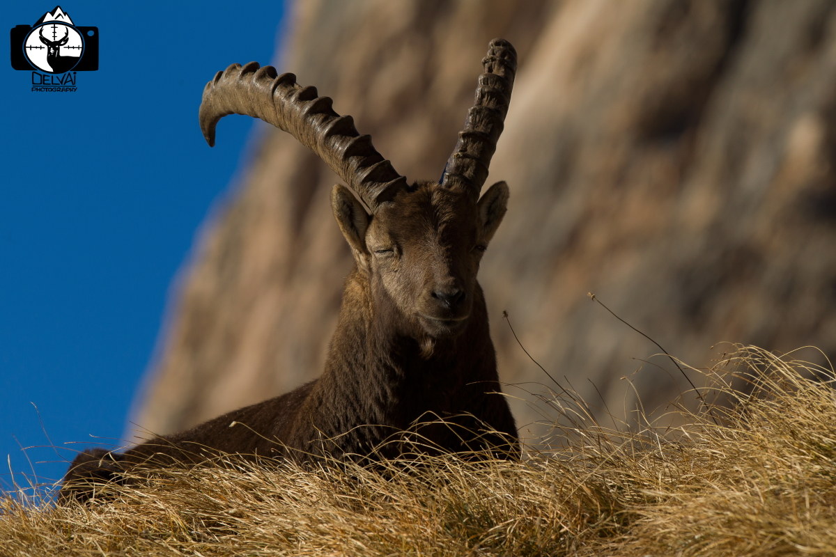 Un pisolino sull'alpe..