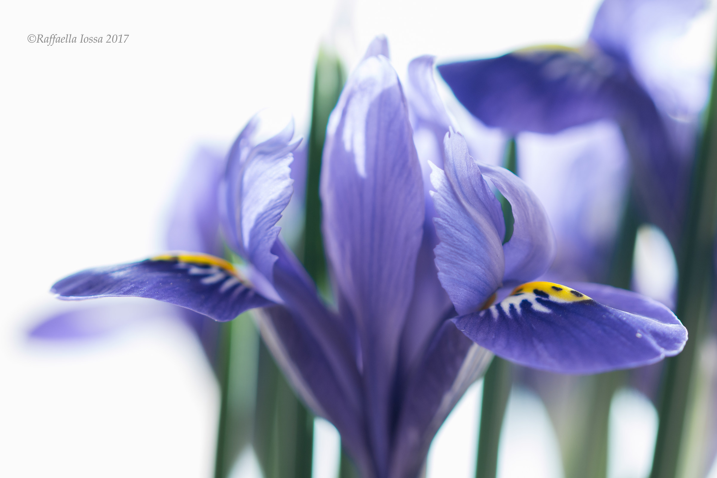 Iris reticulata