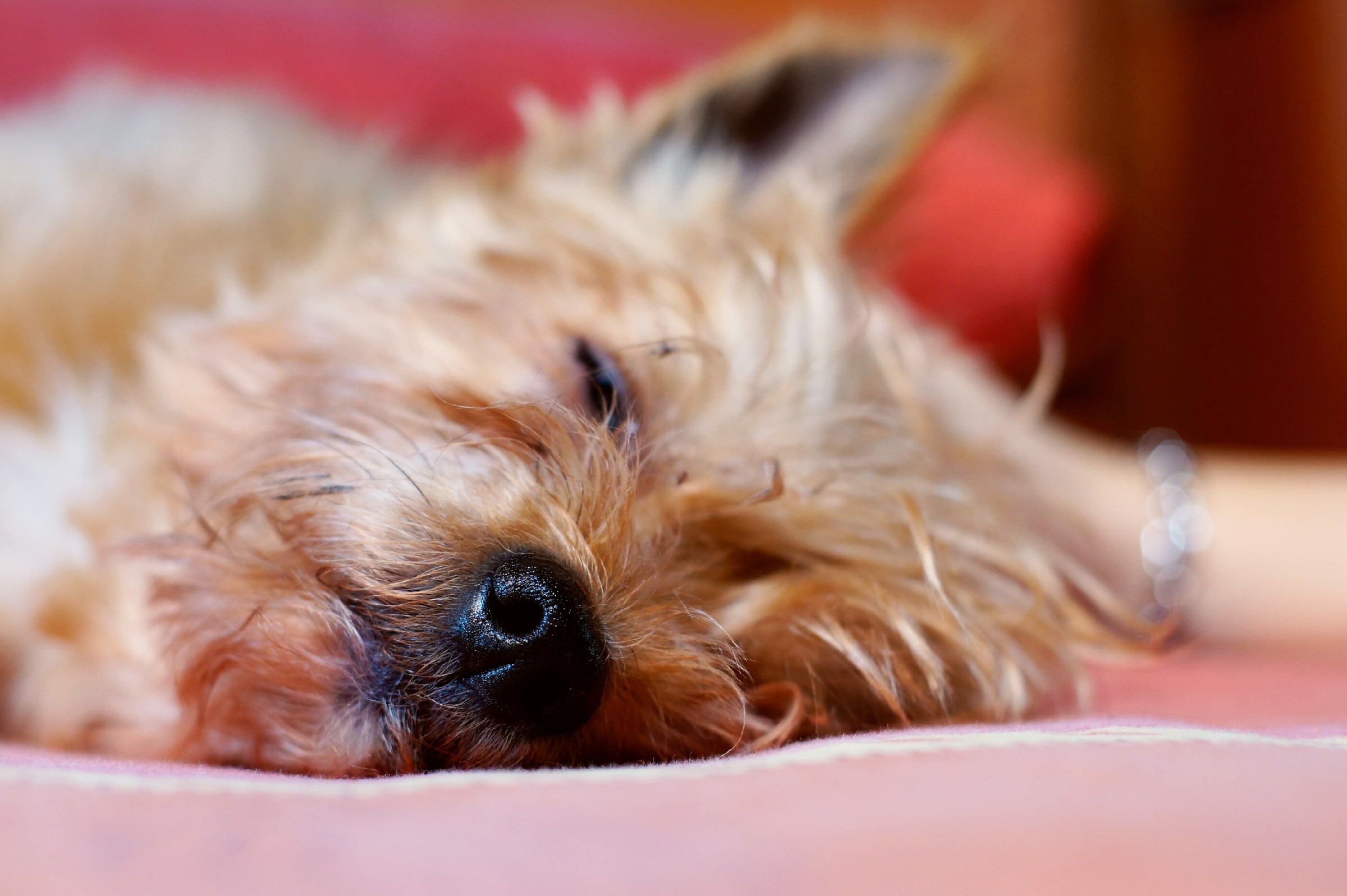Qualcuno a sonno. Vita da cani