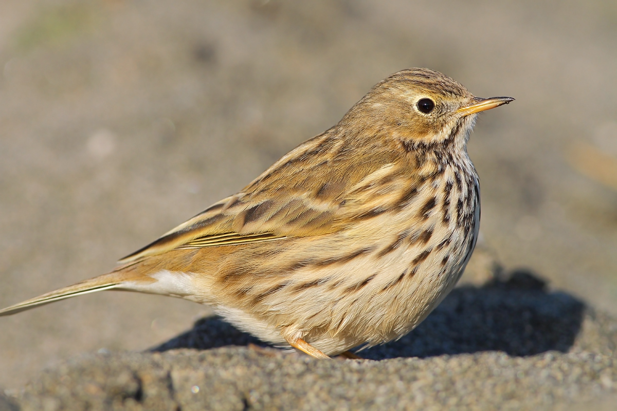 Pipit