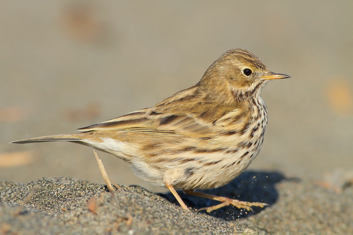 Pipit