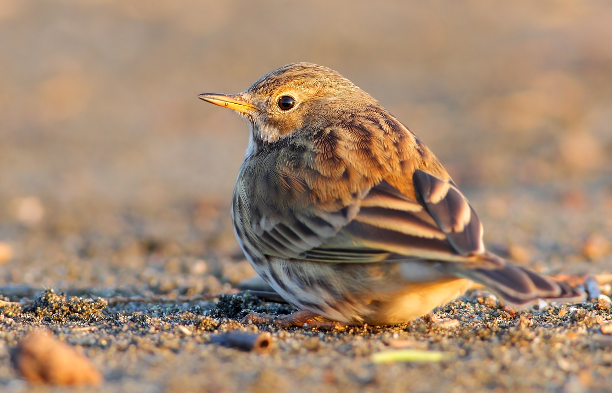 Pipit