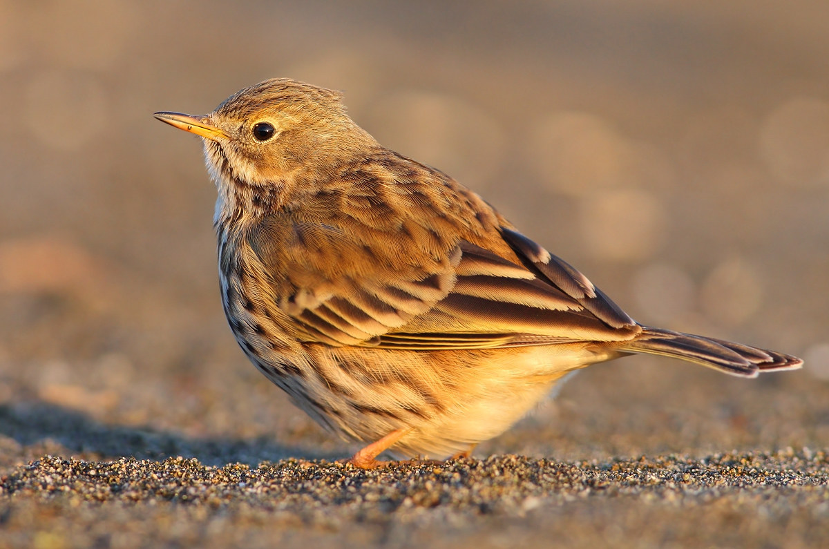 Pipit
