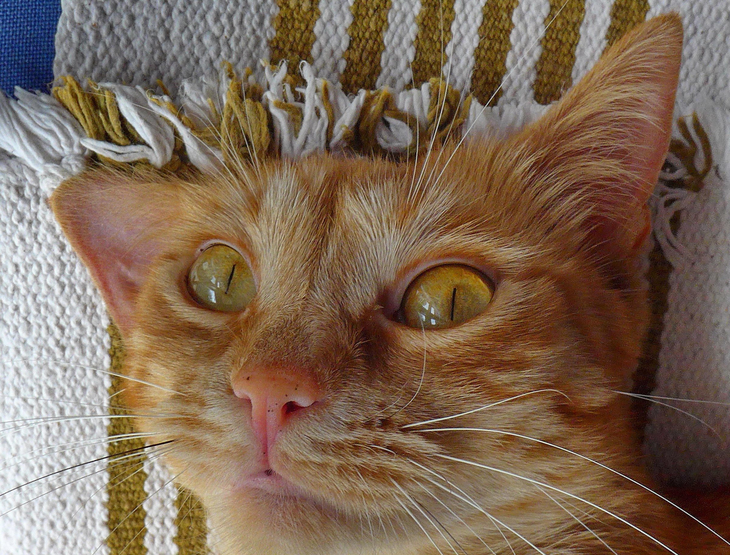 Viperetta inquietante