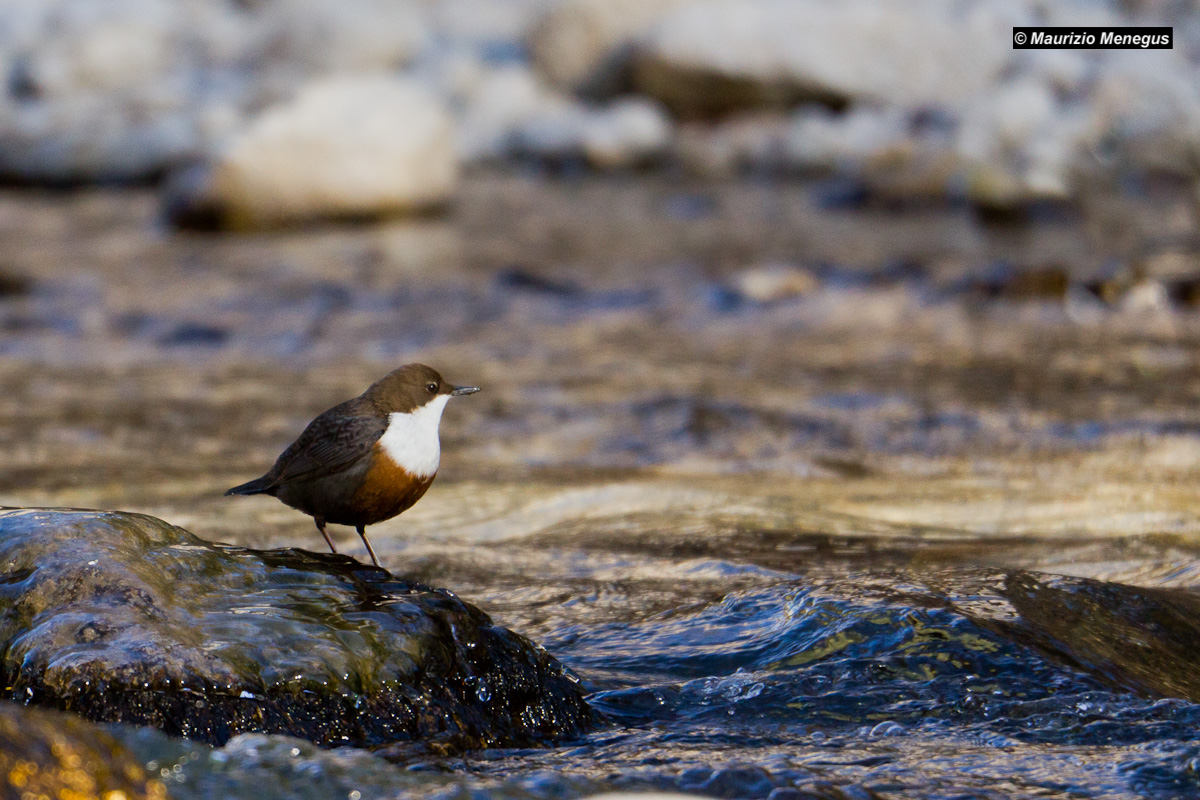 Primo sole sul merlo acquaiolo