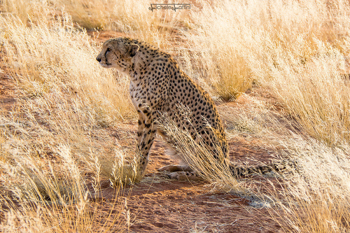 Namibia - Cheetah